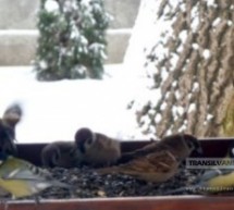 A început hrănirea păsărilor pe timp de iarnă, în Grădina Romei