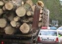Tânăr din Vama, cercetat de poliţişti pentru tăiere ilegală şi furt de arbori