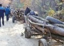 Furt de material lemnos la Negrești-Oaș și Ardud