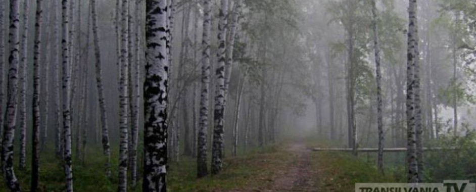 Proiectul „Plantăm păduri pentru viitor!” va fi implementat în județul Satu Mare