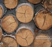 Amenzi aplicate pentru tăierea ilegală a materialelor lemnoase