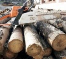 Au furat material lemnos din cantonul silvic Bolda și au fost prinși