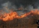 Incendiu de vegetație uscată la Vetiș