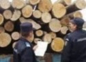 Bărbați amendați de jandarmi pentru furt de material lemnos