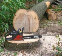 Pădurarii vor plăti pentru 52 mc de lemn furat din pădurile judeţului Satu Mare