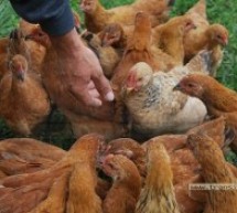 Bărbat reținut pentru furt de găini în Săuca