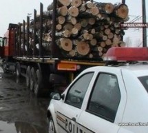 Prins în timp ce transporta ilegal material lemnos