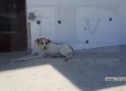 Campanie de capturare a câinilor comunitari din Comuna Păulești