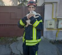 Pisică salvată de pompierii sătmăreni