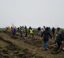 Peste 200 de voluntari au plantat puieți de salcâm în Tiream