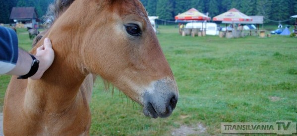 Hoți de animale au fost prinși de polițiști