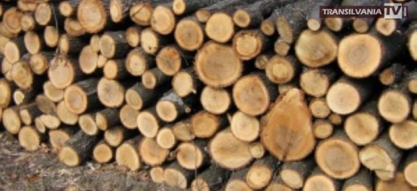 Cinci persoane reținute pentru tăiere ilegală de arbori