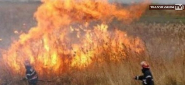 Incendiu de vegetație uscată la Negrești-Oaș