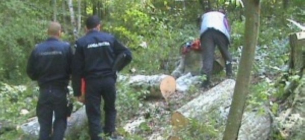 Bărbați prinși de jandarmi la furat de material lemnos