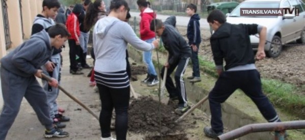 S-au plantat 50 de puieți de tei în jurul Școlii Gimnaziale din Oar