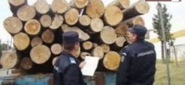 Bărbați amendați de jandarmi pentru furt de material lemnos