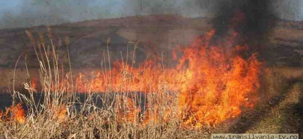 Incendiu de vegetație uscată, în localitatea Satu Mare