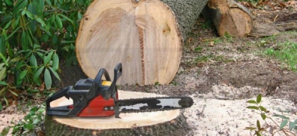 Pădurarii vor plăti pentru 52 mc de lemn furat din pădurile judeţului Satu Mare
