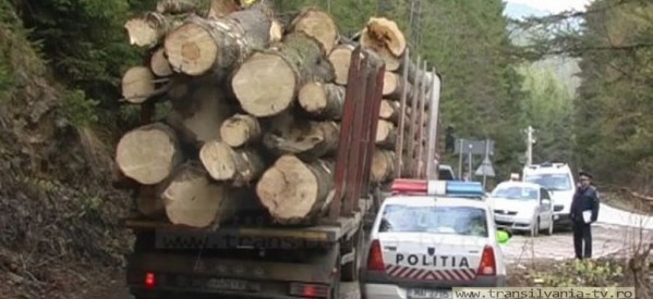 Amendați cu 6.000 lei pentru transport ilegal de lemne