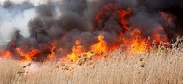 Peste 1.000 de butuci de viță de vie au ars într-un incendiu