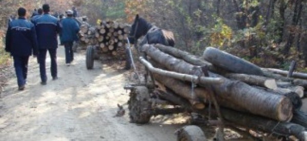 Amendat cu 4.000 lei pentru transport ilegal de lemne