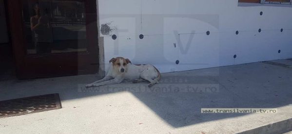 Campanie de capturare a câinilor comunitari din Comuna Păulești