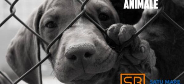 Satu Mare Business club lanseaza campania „Din suflet pentru animale”