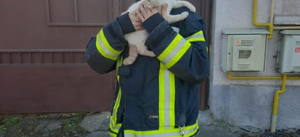 Pisică salvată de pompierii sătmăreni